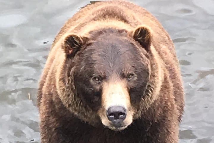 Explore Sitka's Rich Wilderness and Culture: A Private Two-Hour Tour photo 2