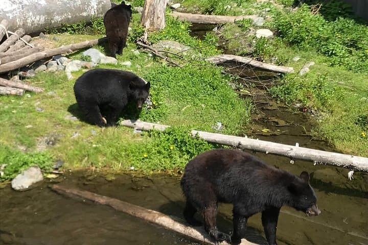 Explore Sitka's Rich Wilderness and Culture: A Private Two-Hour Tour photo 4