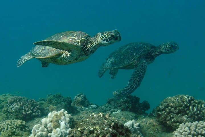 Kauai’s Ultimate South Shore Two‑Tank Shore Dive at Koloa Landing photo 3