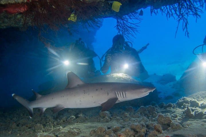 Kauai South Shore Two‑Tank Dive Adventure from Poipu (Certified Divers Only) photo 3