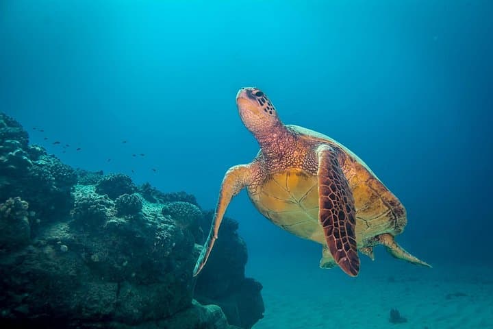 Kauai South Shore Two‑Tank Dive Adventure from Poipu (Certified Divers Only) photo 4