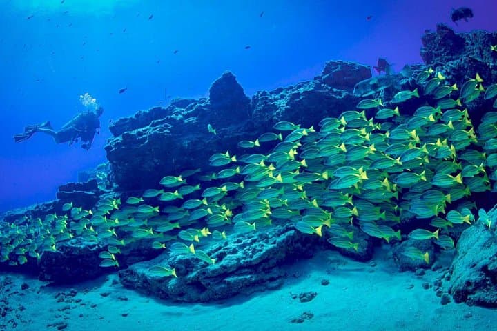 Kauai South Shore Two‑Tank Dive Adventure from Poipu (Certified Divers Only) photo 5