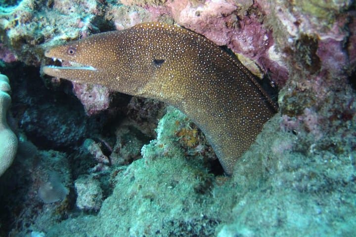 Kauai Scooter Dive: 2-Tank DPV Adventure from Poipu photo 6