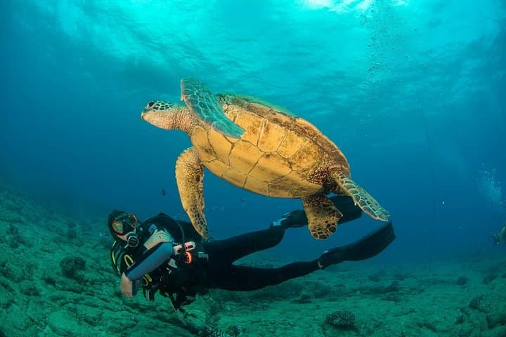 Kauai Discover Scuba: 1-Tank Ocean Experience with Green Sea Turtles photo 2