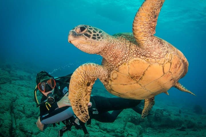 Kauai Discover Scuba: 1-Tank Ocean Experience with Green Sea Turtles photo 3