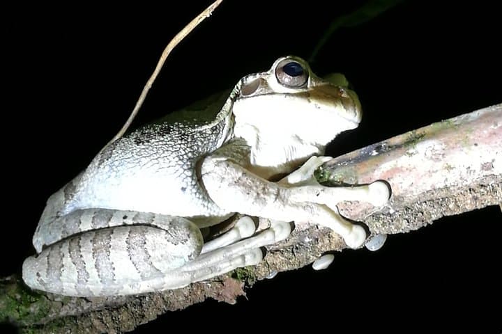 Tortuguero National Park Night Walk: What to Expect After Dark photo 3