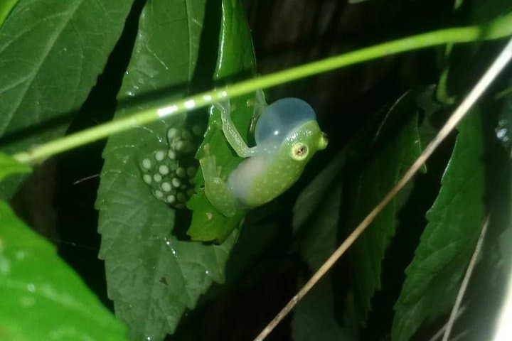 Tortuguero National Park Night Walk: What to Expect After Dark photo 4