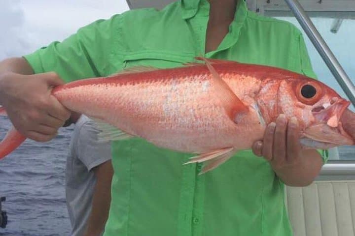 Half-Day Deep Sea & Light-Tackle Fishing from Nassau photo 3