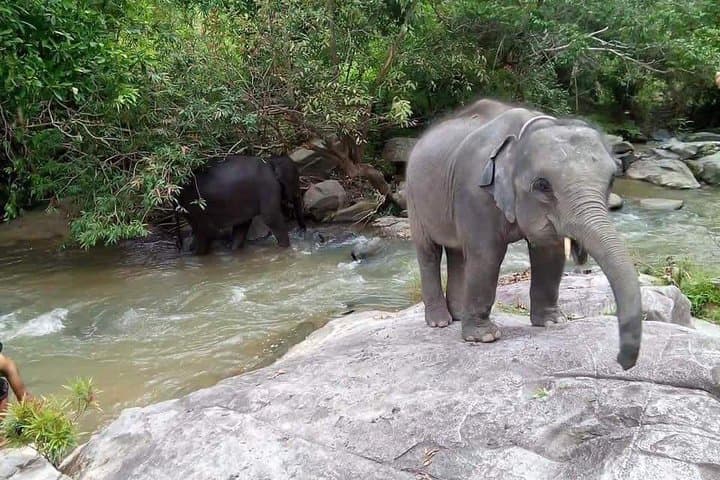 Chiang Mai Elephant Nature & Grand Canyon Jumping Day Tour photo 6