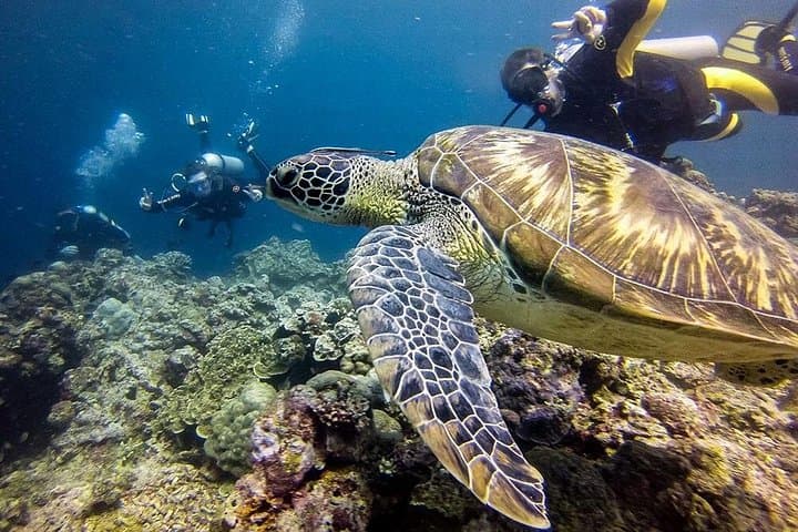 Moalboal Sardine Run, Sea Turtles & Kawasan Canyoneering Day Tour photo 4