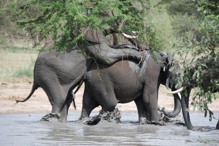 3-Day Leopard Safari: Serengeti & Ngorongoro Big-Game Experience photo 6