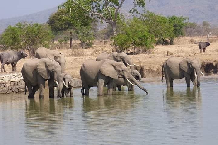 3-Day Ruaha National Park Safari from Zanzibar - Fly-In Wilderness Experience