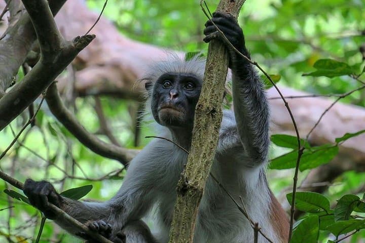 3-Day Ruaha National Park Safari from Zanzibar - Fly-In Wilderness Experience photo 2