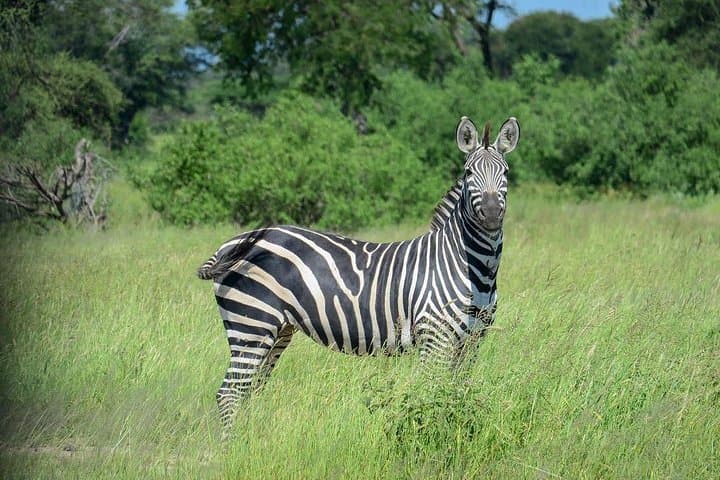 Tarangire Day Safari from Arusha & Kilimanjaro: Big Game and Baobab Landscapes photo 6
