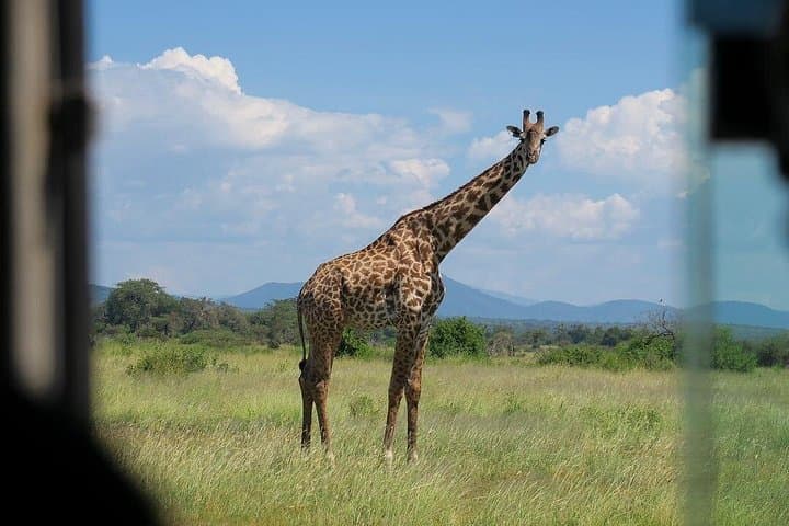 3-Day Ruaha National Park Safari from Zanzibar - Fly-In Wilderness Experience photo 4