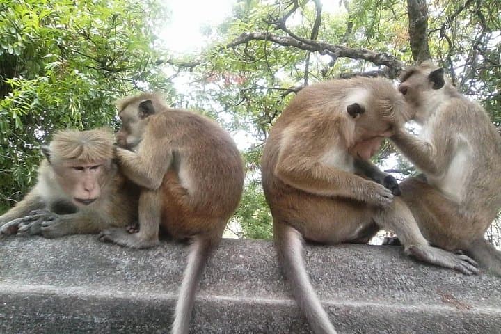 Sigiriya & Dambulla 2-Day Private Tour with Minneriya Safari — From Colombo photo 3