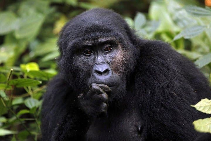 3-Day Bwindi Gorilla Trekking Expedition — Mountain Gorillas & Batwa Cultural Tour photo 2