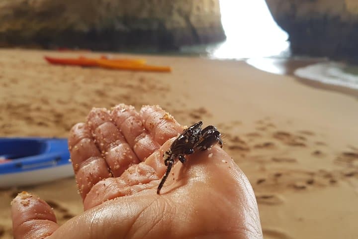 Benagil Cave 1-Hour Express Kayak Tour — Benagil Beach Sea Cave Kayaking Guide photo 6