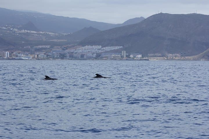 Tenerife Whale Watching and Marine Science Tour: Dolphins, Whales and Ocean Science photo 3