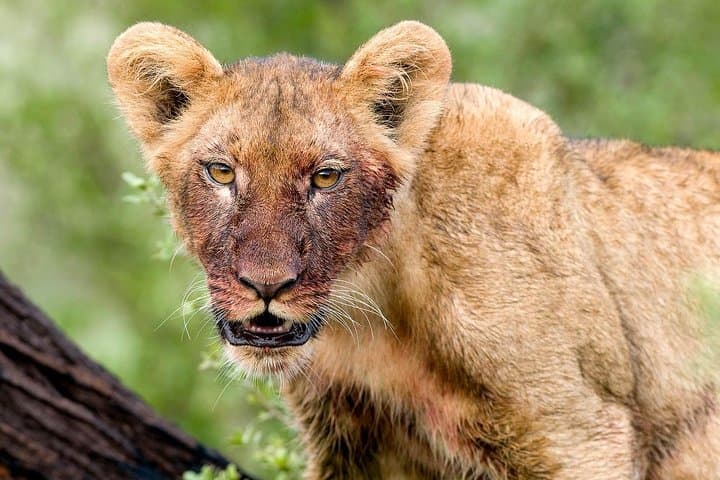 Northern Tanzania Safari: Lake Manyara, Serengeti & Ngorongoro in 4 Days