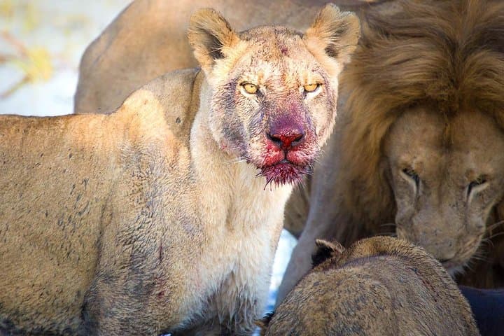 Northern Tanzania Safari: Lake Manyara, Serengeti & Ngorongoro in 4 Days photo 2