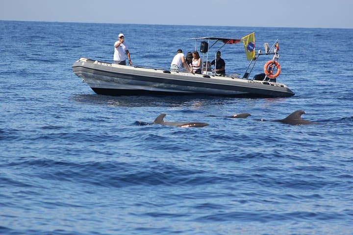 Tenerife Whale Watching and Marine Science Tour: Dolphins, Whales and Ocean Science photo 1