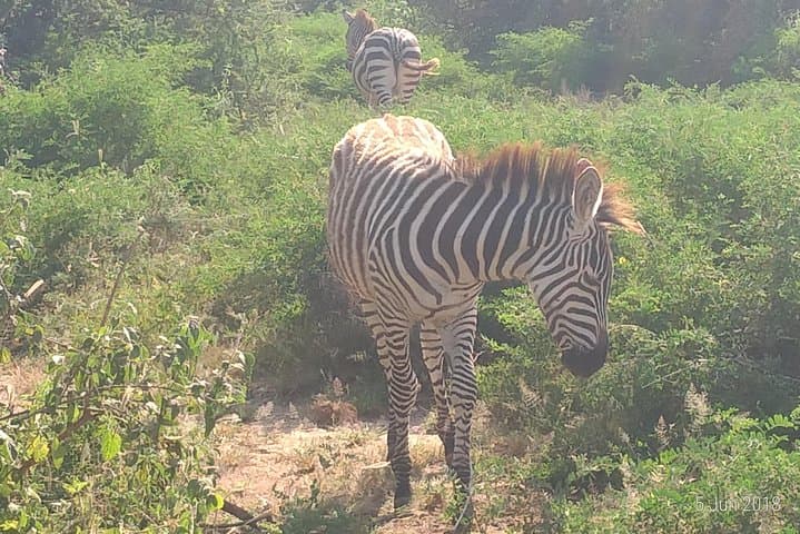 4-Day Tarangire Safari from Arusha — Baobabs, Elephants & River Plains