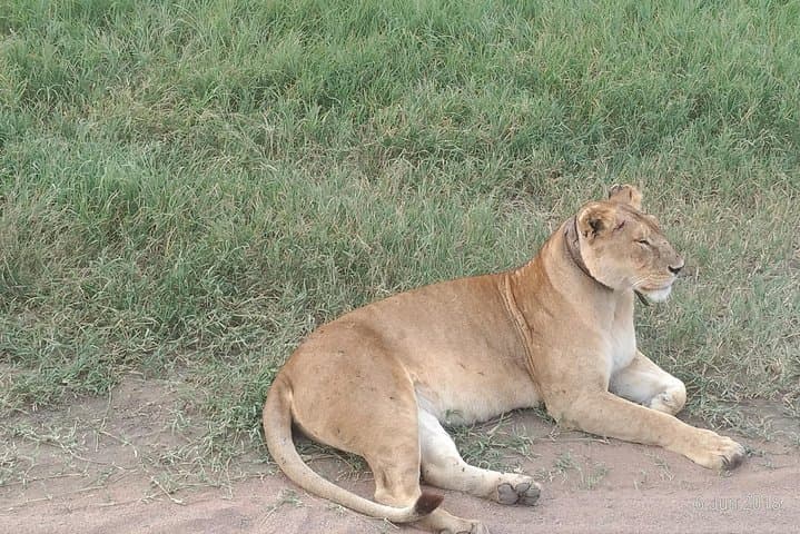 4-Day Tarangire Safari from Arusha — Baobabs, Elephants & River Plains photo 2