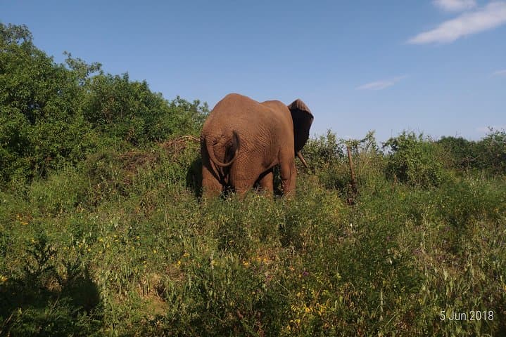 4-Day Tarangire Safari from Arusha — Baobabs, Elephants & River Plains photo 3