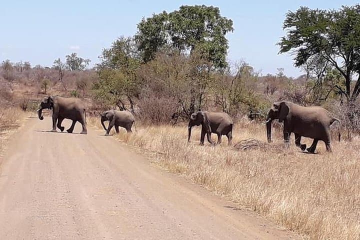 Kruger Full-Day Safari from Nelspruit: Big Five Game Drive photo 5