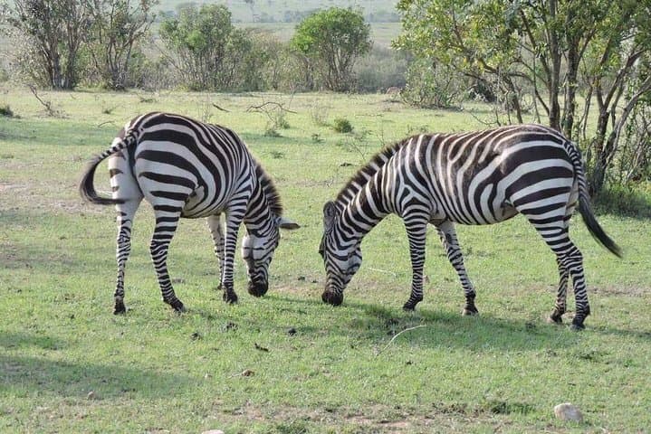 3-Day Northern Tanzania Safari: Ngorongoro, Tarangire & Lake Manyara