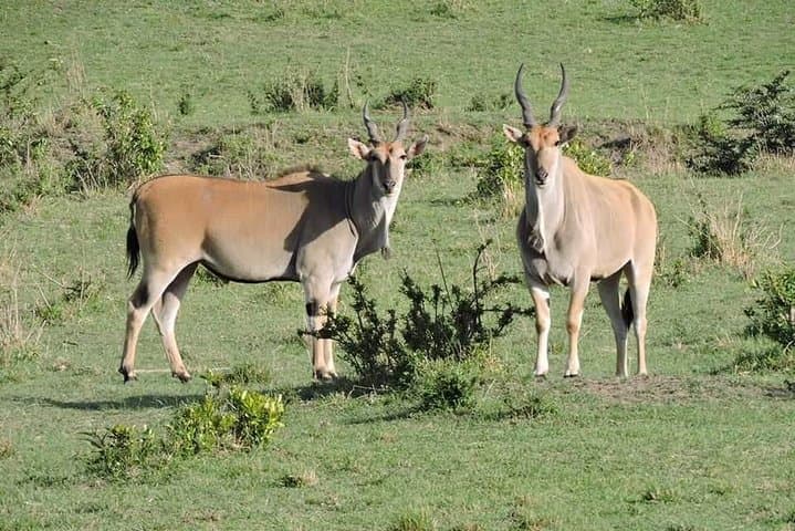 3-Day Northern Tanzania Safari: Ngorongoro, Tarangire & Lake Manyara photo 2