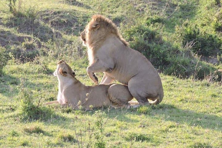 3-Day Northern Tanzania Safari: Ngorongoro, Tarangire & Lake Manyara photo 3