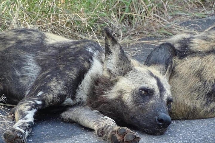 Kruger Park Safari & Panorama Combo — 5-Day Wildlife & Panorama Route Adventure photo 1