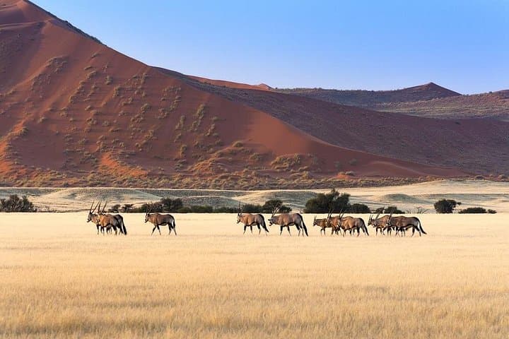 3-Day Sossusvlei Dunes Tour with Lodge — Dune 45, Big Daddy & Dead Vlei photo 3