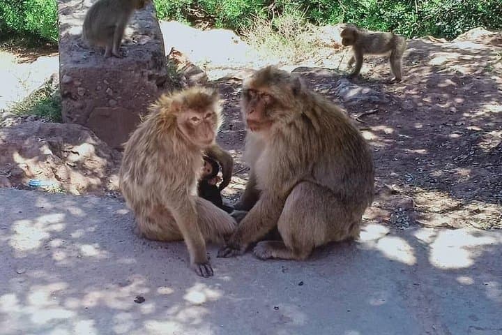Day Trip to Ouzoud Waterfalls from Marrakech: Olive Groves, Monkeys & Pools photo 4