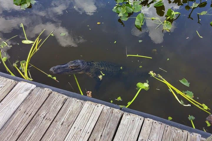 Private Everglades Airboat Tour from Miami with Local Guide photo 6