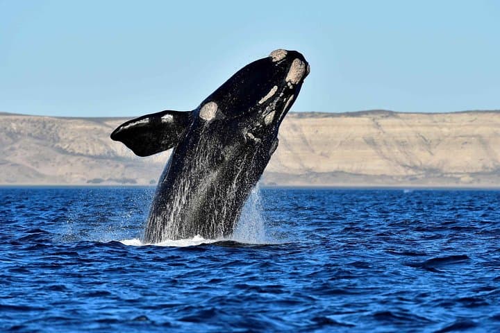 Peninsula de Valdes Whale and Sea Lion Watching from Puerto Madryn photo 3