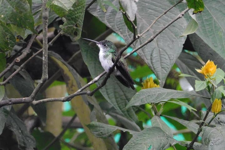 Mindo Cloud-Forest Canopy and Birding: Full-Day Tour from Quito photo 3
