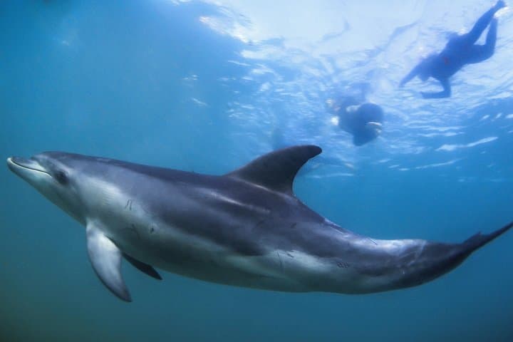 Sorrento Dolphin & Seal Swim: 3-Hour Snorkel with Port Phillip Wildlife photo 2