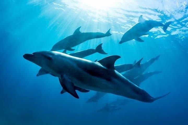 Sorrento Dolphin & Seal Swim: 3-Hour Snorkel with Port Phillip Wildlife