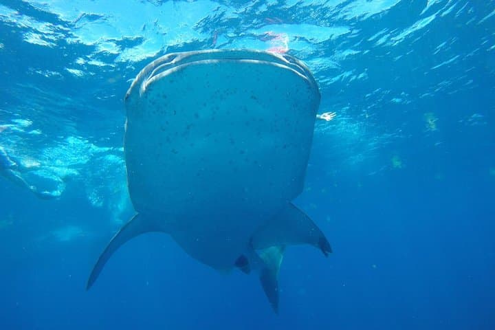 How to Swim with Whale Sharks from Tulum: Half-Day Guide photo 6