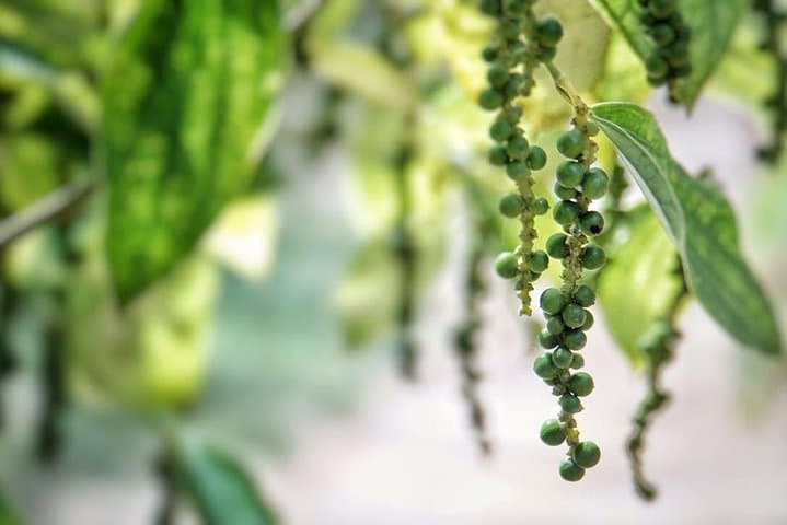 Half-Day Phu Quoc Island Experience: Pepper Farms, Waterfalls & Night Market photo 4
