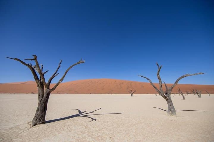 4-Day Swakopmund and Sossusvlei Adventure from Windhoek — Desert Dunes, Flamingos & Cheetah photo 5