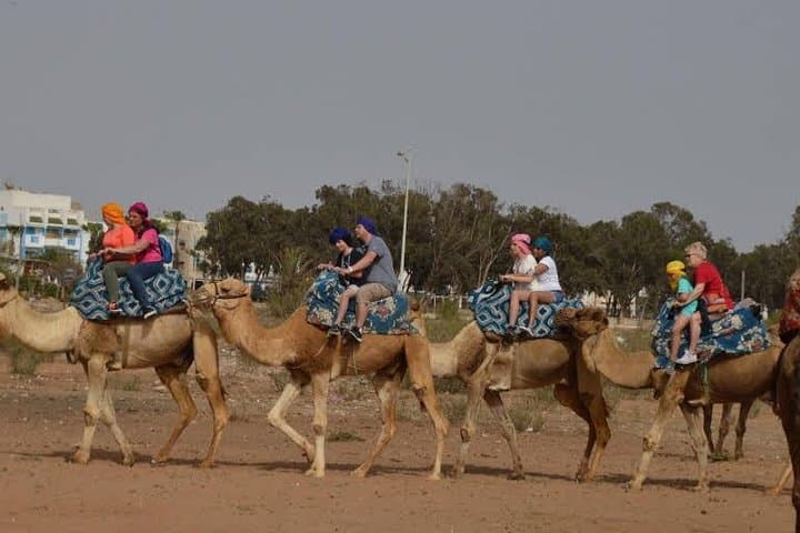 Half-Day Agadir Camel Safari: Camel Caravan to Souss-Massa and Birdwatching photo 2