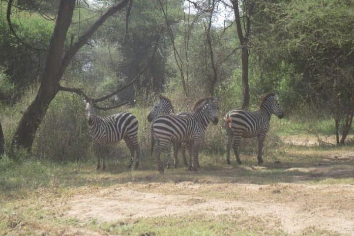 3-Day Selous Game Reserve Safari from Zanzibar — Fly-In Game Drives & Rufiji Boat Trip photo 6