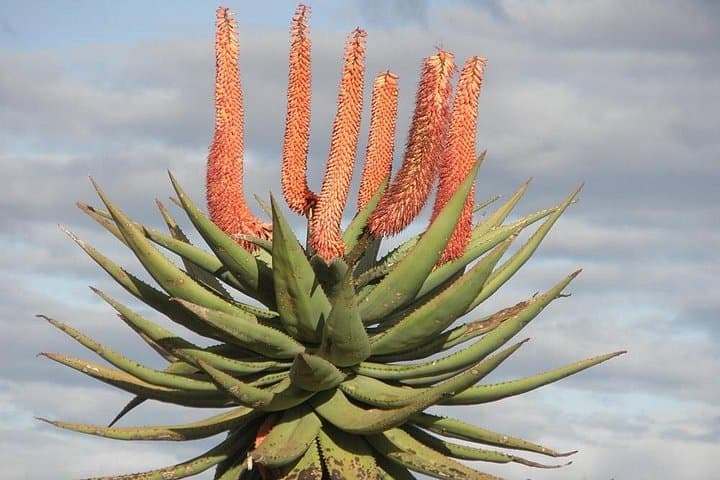 Eastern Cape Wild Aloe Tour from Port Elizabeth — Winter Aloe Bloom Safari photo 3