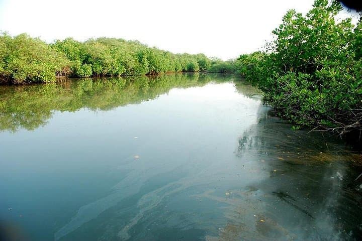 Kadalundi Mangrove Trail: Guided Boat Tour & Birdwatching in Calicut photo 5