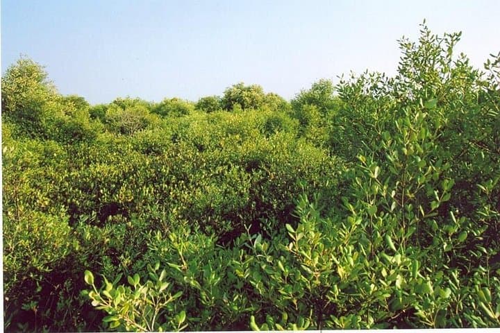 Kadalundi Mangrove Trail: Guided Boat Tour & Birdwatching in Calicut photo 6