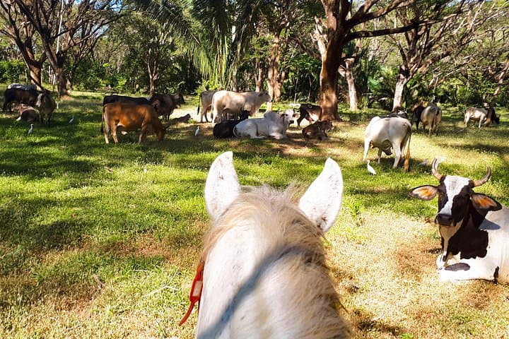 Safari Horse Riding Tour in Samara — Jungle, River & Wildlife on Horseback